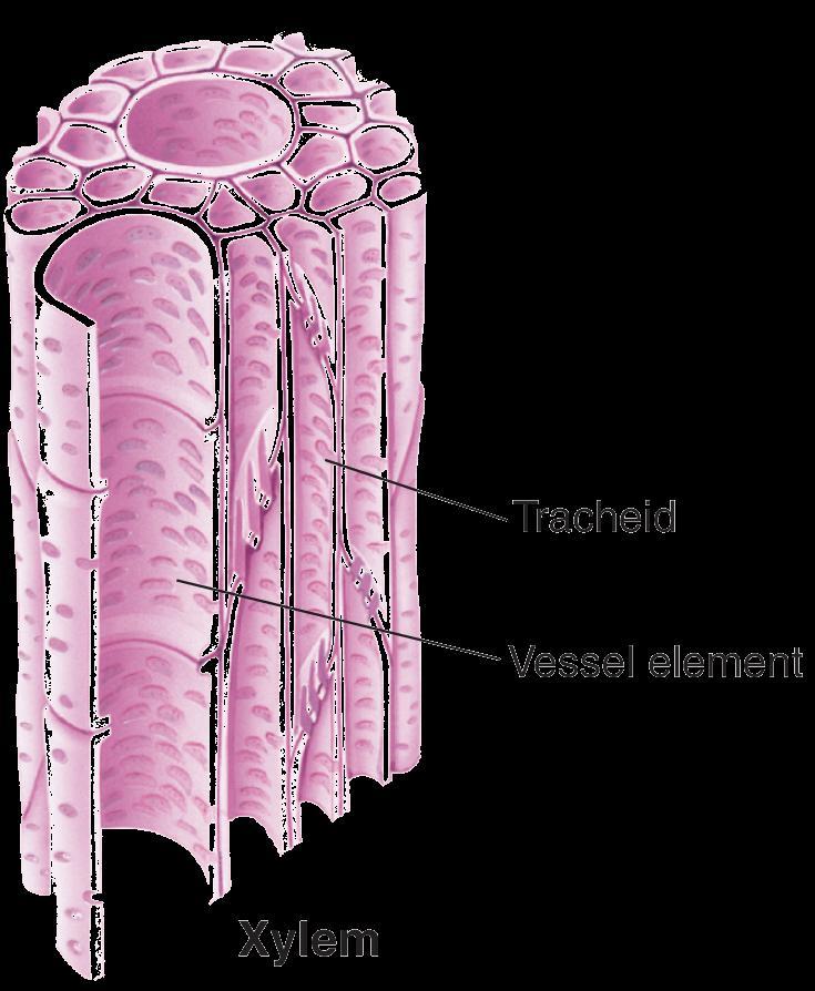 Vascular Tissue Angiosperms also have vessel elements.