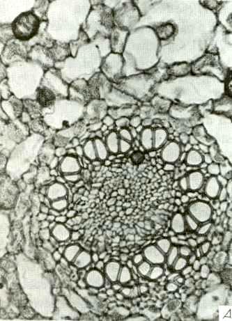 Acorus calamus rhizome cross section