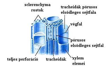 XYLEM sclerenchyma fibers tracheids: primary cell wall with pores end