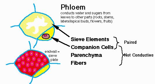 The later formed phloem has bigger sieve tubes and is referred to as metaphloem.