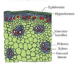 Water containing cavities are present within the vascular bundles.