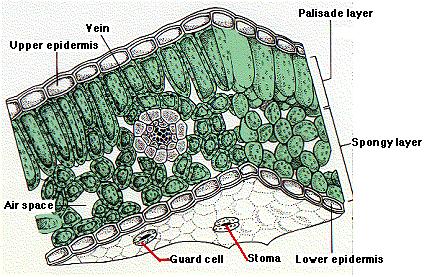 Vascular bundle is surrounded parenchymatous bundle sheath & there is sclerenchymatous extension on either side.