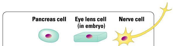 A pancreas cell, eye cell and nerve cell in your body: Are these cells duplicates of the original cell (zygote)?