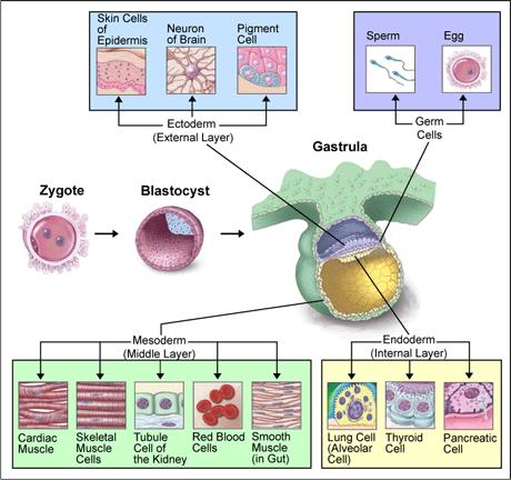Cell differentiation occurs during the embryo