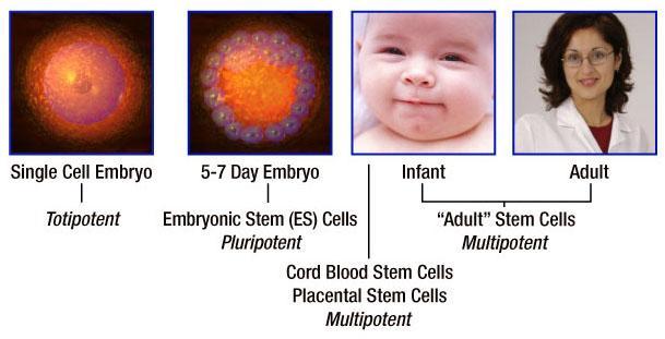 differentiated (Stem Cells) during