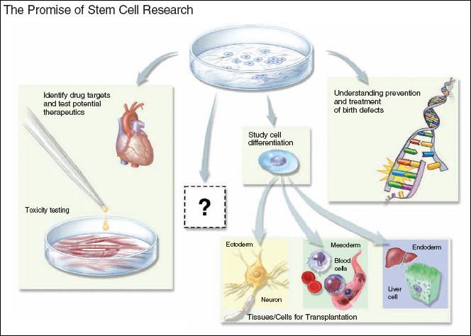 Why is studying stem cells useful?