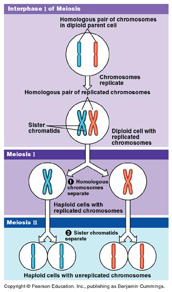 Gametes are produced by a different type of cell division called meiosis # of cells produced # of chromosomes in daughter cells vs.