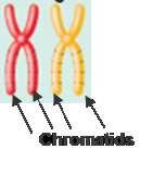 the chromosomes pair