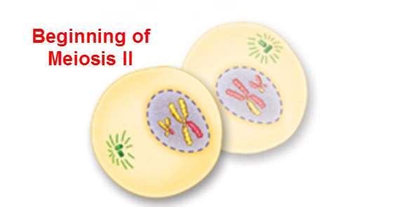 II The two cells produced by meiosis I now enter a second meiotic division.