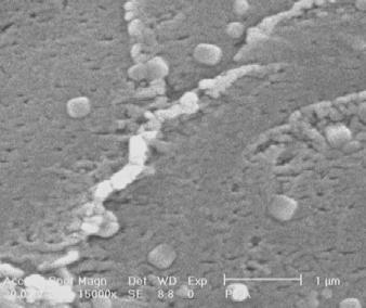 the SEM image shows the presence of spherical Fe 3 O 4 particles in PAN/ PHAN matrix, which are homogenenously distributed throughout the composites,which is also confirmed from XRD studies[11].