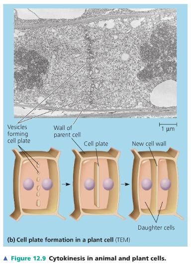 CYTOKINESIS: A CLOSER LOOK Cleavage - The process of cytokinesis in animal cells, characterized by pinching of the plasma membrane.
