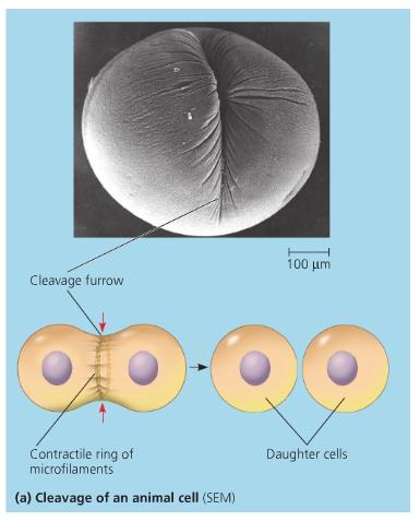 new cell wall forms during cytokinesis. BINARY FISSION Binary Fission - A method of asexual reproduction by division in half.