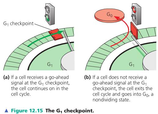 coordinates key events in the cycle Checkpoint - control point where stop and go ahead signals