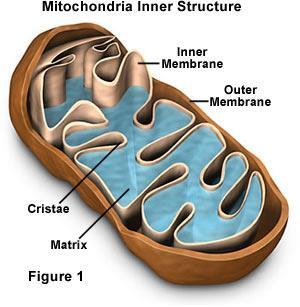 Mitochondria Powerhouse of the cell. Aerobic respiration occurs in matrix and on cristae.