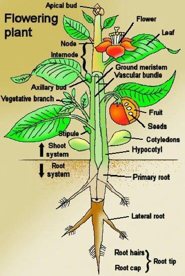 Plant Organs Produces pollen and ovule for sexual reproduction Photosynthesis, gas exchange and transpiration Transports water and sap up and