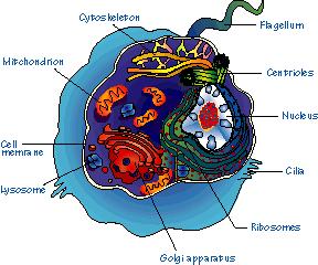 Eukaryotic Cell Has true nucleus (double membrane bound organelle) contains