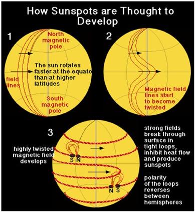 Sun s differen'al rota'on twists up the magne'c field Sunspots form where kinks in the magnetic field pop thru the surface 17 Scientists believe the differential rotation of the Sun is the underlying