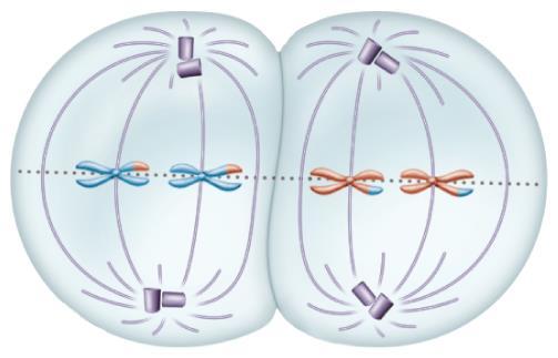 Meiosis II Metaphase II Chromosomes are positioned at the