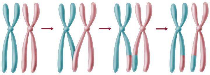 Meiosis I Prophase I As homologous chromosomes condense, they are bound together in a process called synapsis, which allows for crossing over.