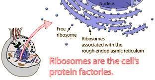 Protein Factories Proteins are the building blocks of cells and are made of amino acids amino acids are hooked together to make small organelles called ribosomes