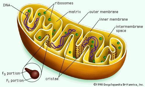 The Cell s Power Plants- Mitochondria Inside all cells food is burned (broken down) to release energy. This energy is transferred to molecules (ATP) that the cell uses to get work done.