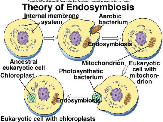 The Cell s Power Plant- Endosymbiotic Theory Scientist believe mitochondria and chloroplast originated as prokaryotic cells that were eaten by larger cells.