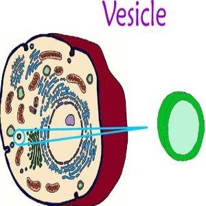 The Cell s Storage Center All Eukaryotic cells have membrane covered compartments called vesicles.