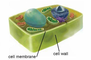 Holding it Together Cells have outer coverings that separate what is inside and what is outside One kind
