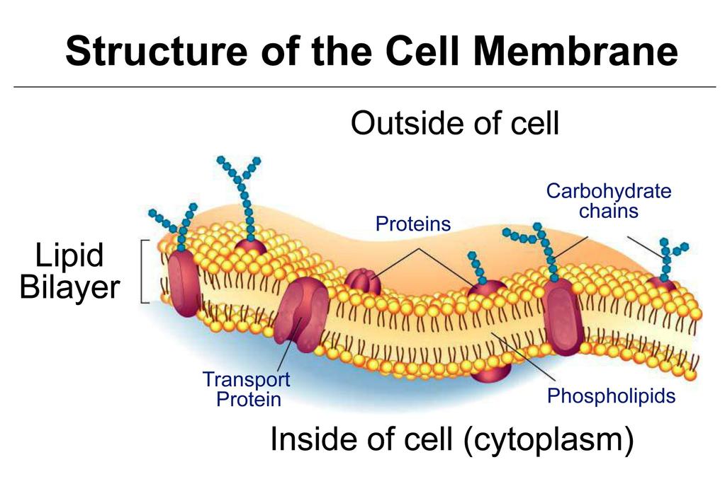 Cell Membrane all cells are covered by cell membrane the job of a cell membrane is to keep the cytoplasm inside and allow the