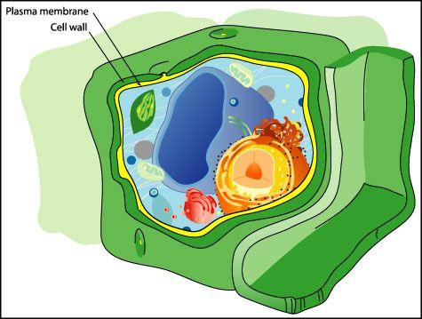 Cell Wall plant and algae cells have hard cell walls made of cellulose the cell wall provides strength and support to the membrane if too much water enters or leaves the