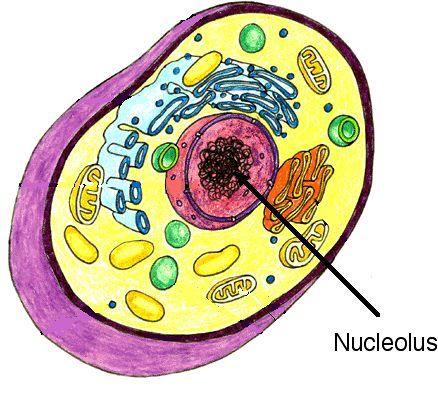 The Cell s Library The nucleus is the largest most visible organelle in the eukaryotic cell The word nucleus means kernel or nut Nucleus is the control center it stores the DNA Sometimes dark