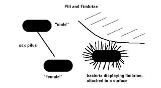 Non-locomotor appendages Pili are longer and sparser than fimbriae.