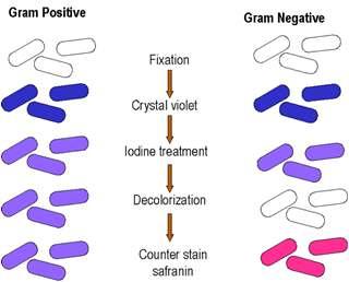 An important tool in the identification of bacteria is the Gram stain. Some bacteria are Gram + while others are Gram - (some however, do not show a Gram reaction).
