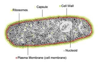 chromatin body or the bacterial chromosome nucleoid or