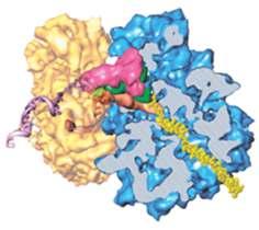 ribosomes are small structures
