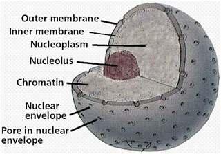 Nucleus Structure and Function membrane similar to cell membrane (similar function)