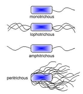 Arrangements of Flagella polar - flagella are attached at one or both ends of the cell monotrichous - a single flagellum at one end lophotrichous - multiple