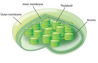 the cell. In fact, specialized compartments called organelles exist within eukaryotic cells for this purpose.