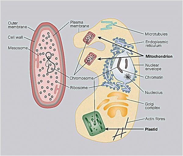 In addition to double membranes, mitochondria and chloroplasts also retain small genomes with some resemblance to those found in modern prokaryotes.