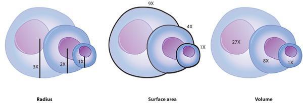 Figure 6: The relationship between the radius, surface area, and volume of a cell Note that as the radius of a cell increases from 1x to 3x (left), the surface area increases from 1x to 9x, and the