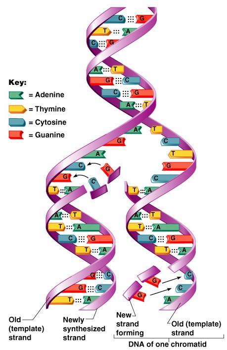 DNA Replication Genetic material duplicated and readies a cell for division into two cells