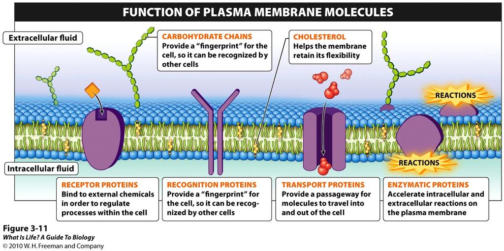 4 primary types of membrane