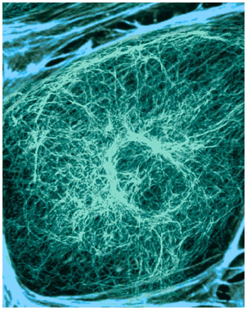 3.14 Cytoplasm and cytoskeleton: the cell s