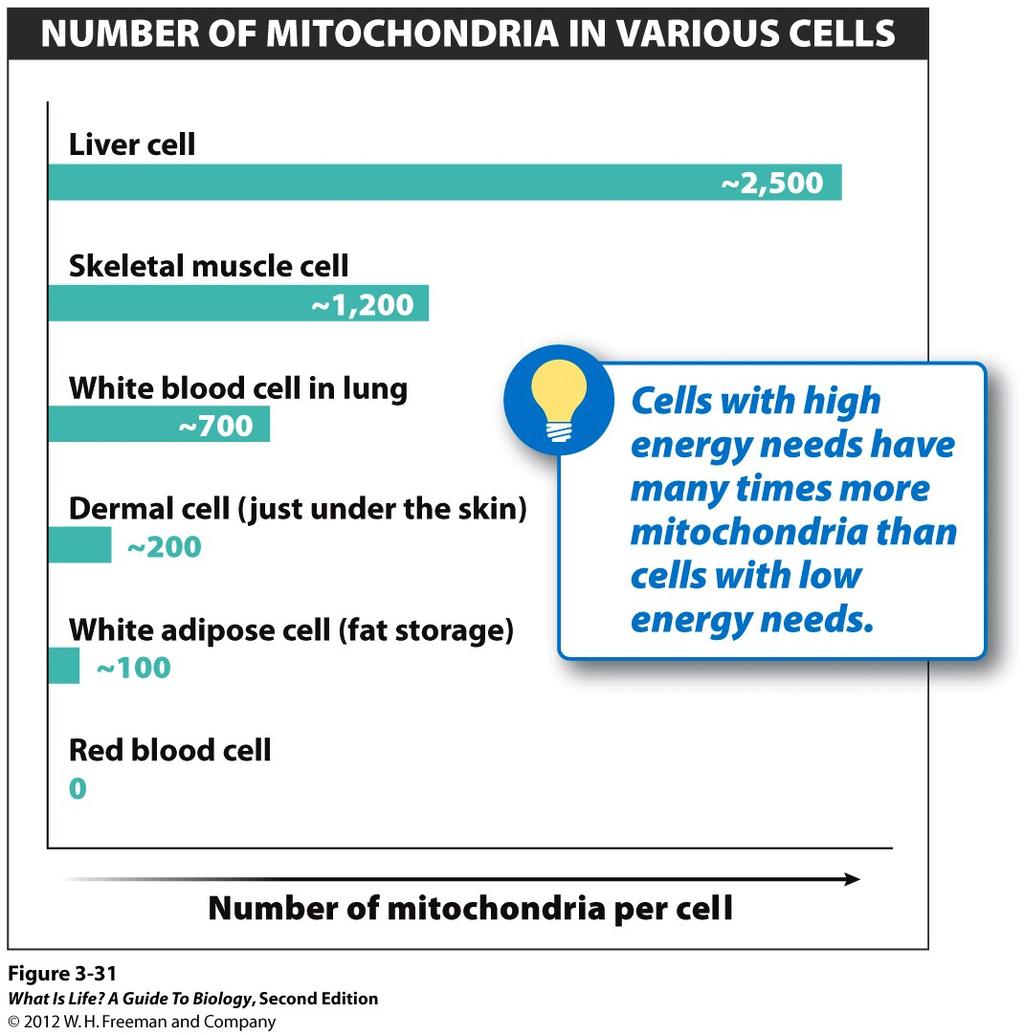 Which cell type contains the most mitochondria per cell? 1. Liver 2. Muscle 3.