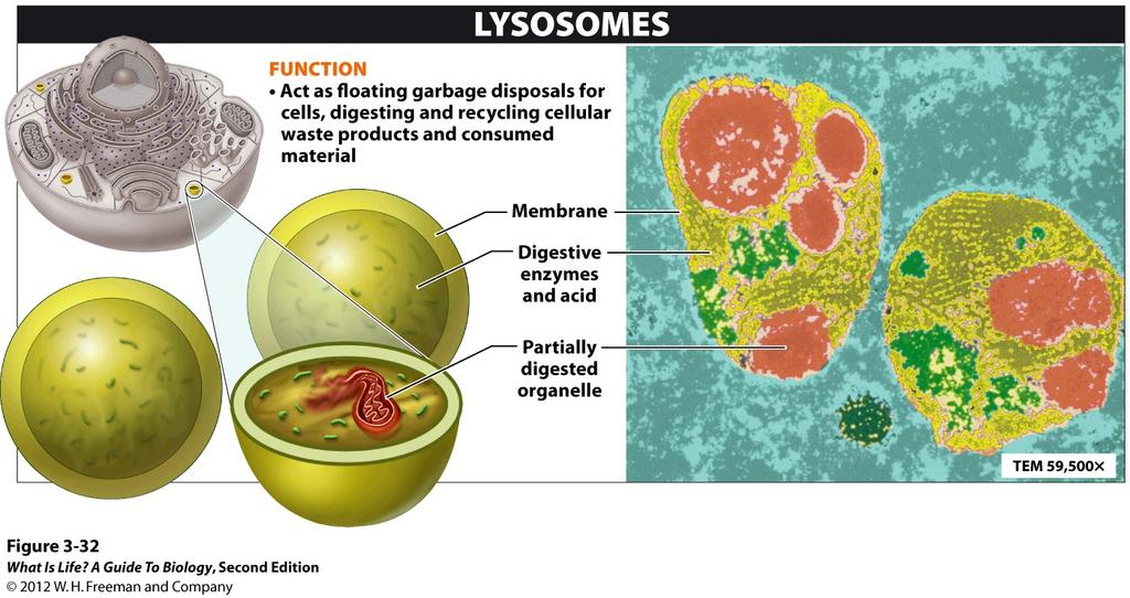 3.16 Lysosomes are the
