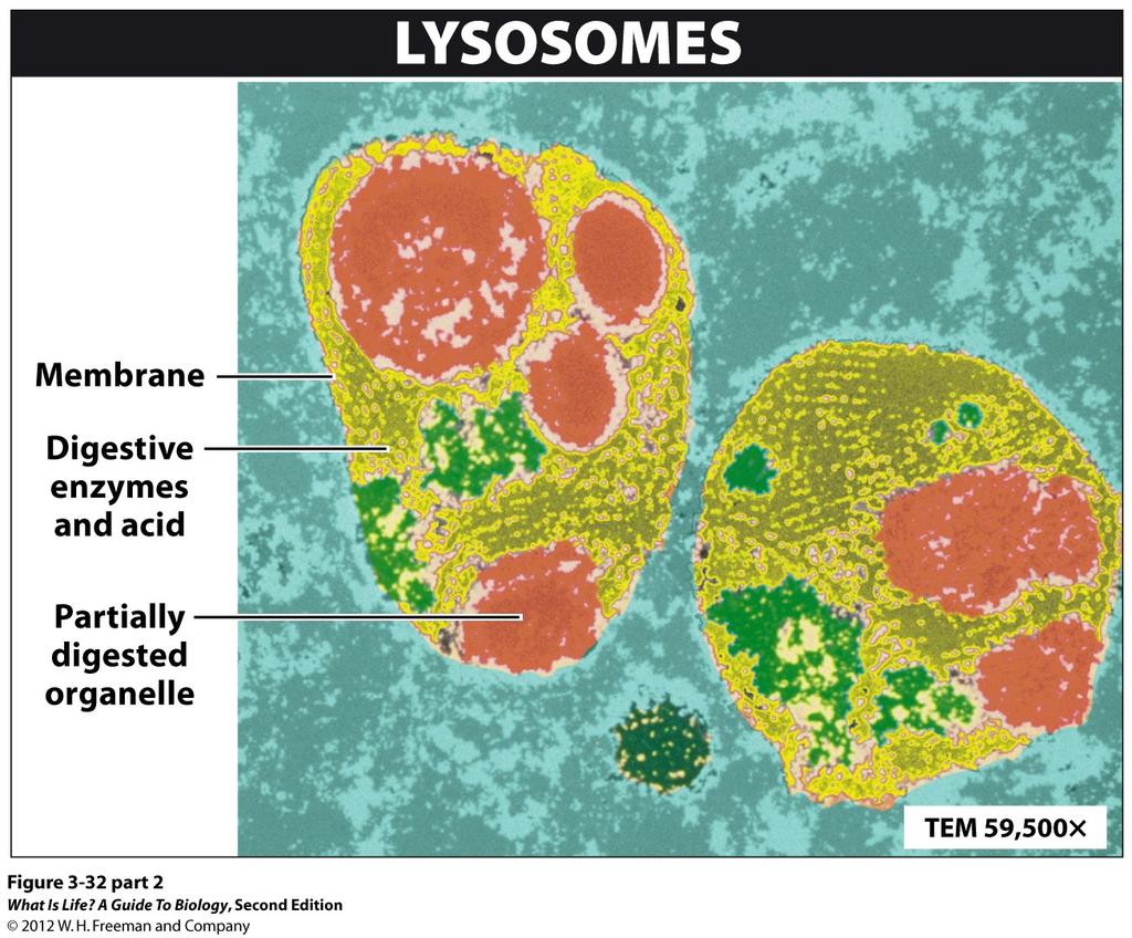 Lysosomes round, membrane-enclosed,