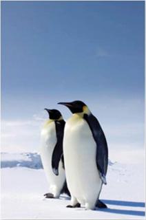 Getting Technical: Counting Penguins from Space How do you count a population that lives in one of the coldest, windiest places on Earth? Emperor penguins make their home in Antarctica.