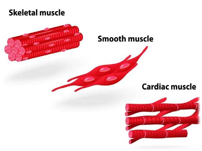 17. Muscle Types skeletal muscle responsible for skeletal movements, voluntarily controlled by organisms smooth muscle found within hollow organs such as the bladder, uterus and blood vessels;