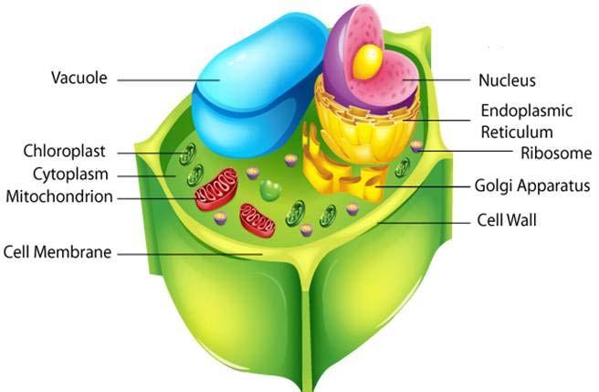 2. Plant Cells cell membrane cytoplasm endoplasmic reticulum Golgi apparatus mitochondria nucleus ribosomes vacuoles cell wall chloroplasts Utilize photosynthesis to provide energy to the entire