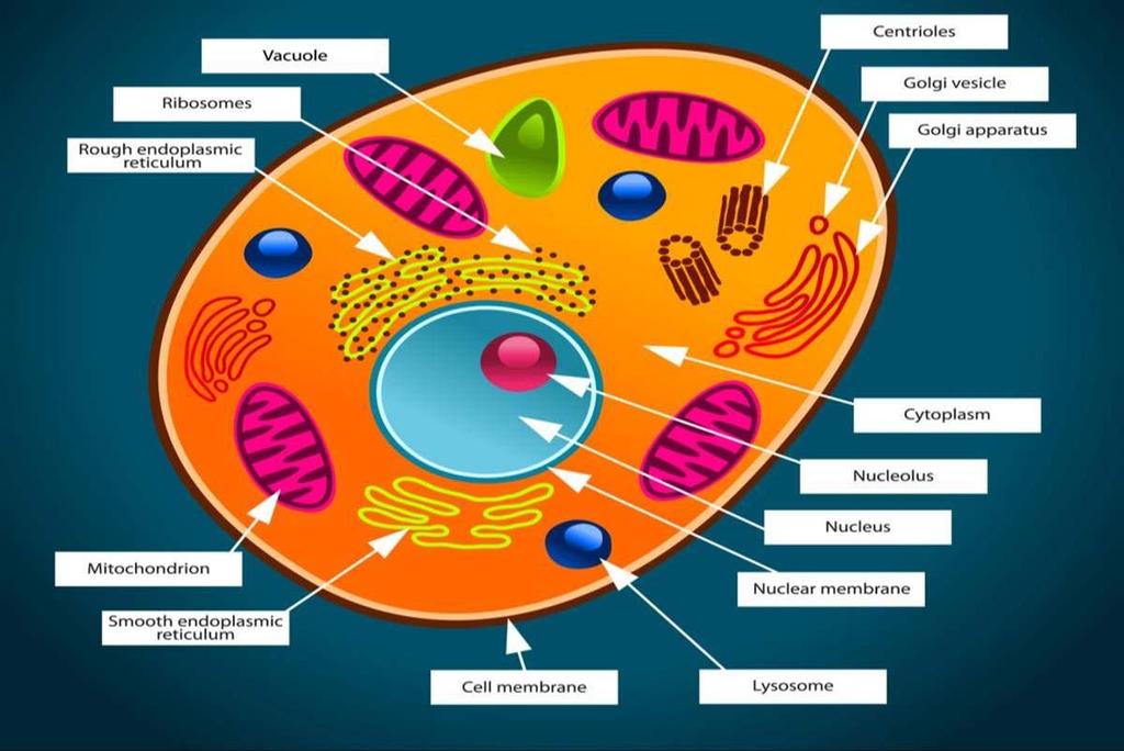15. Animal Cell 16.